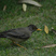 Austral Thrush